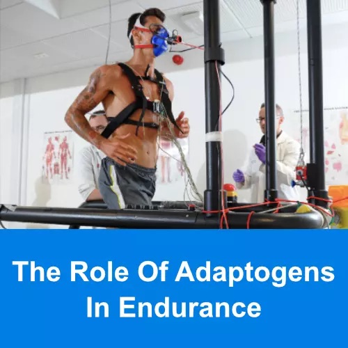 Thumbnail for The Role of Adaptogens in Endurance Sports.