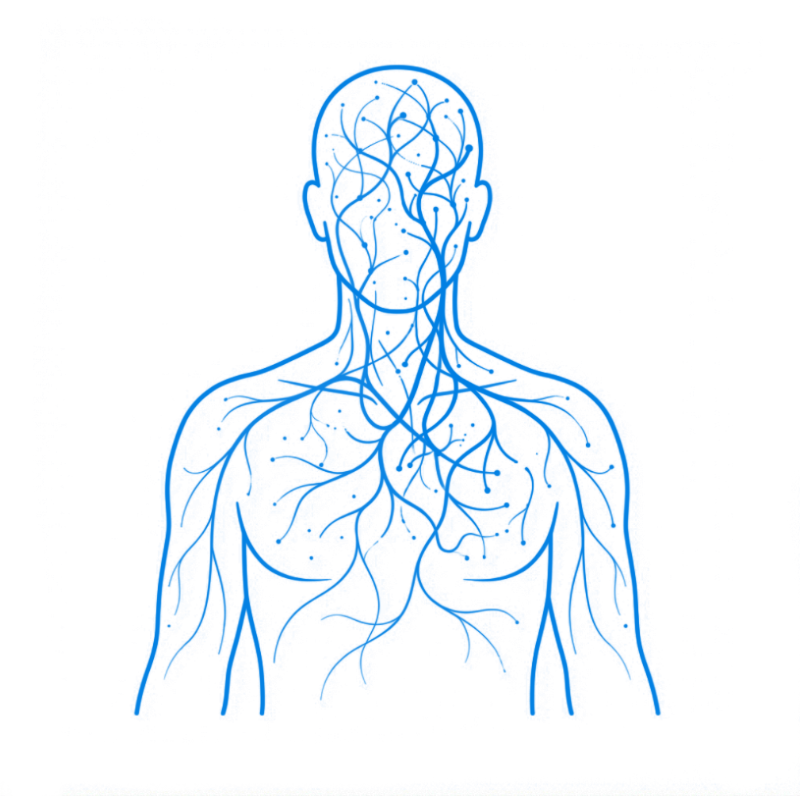 Illustration conceptuelle d’un système nerveux en surcharge, avec une densité accrue de signaux autour de la tête, du cou et du thorax.