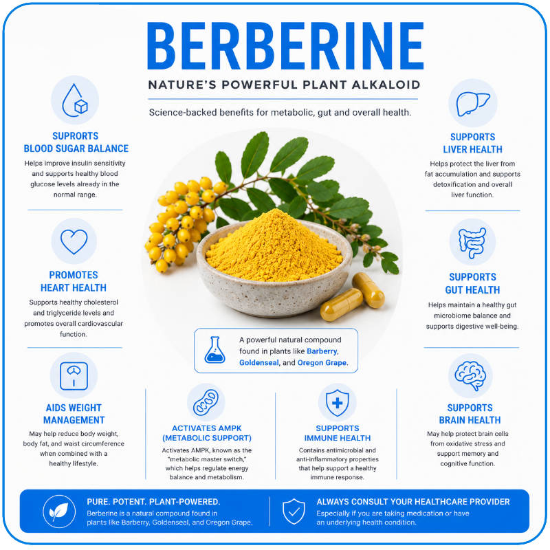 Berberine infographic with metabolic and gut-related uses.