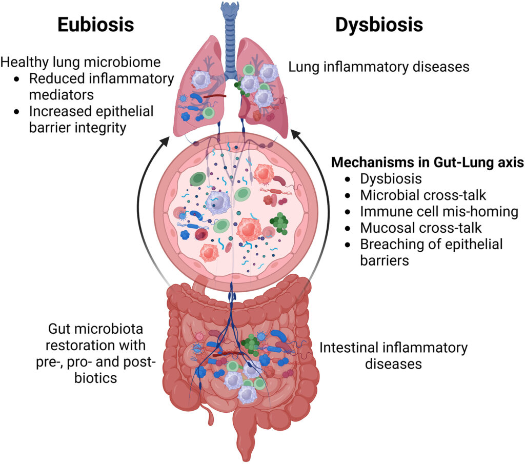 Gut microbiome and lung connection illustration from the original lung-gut axis article.