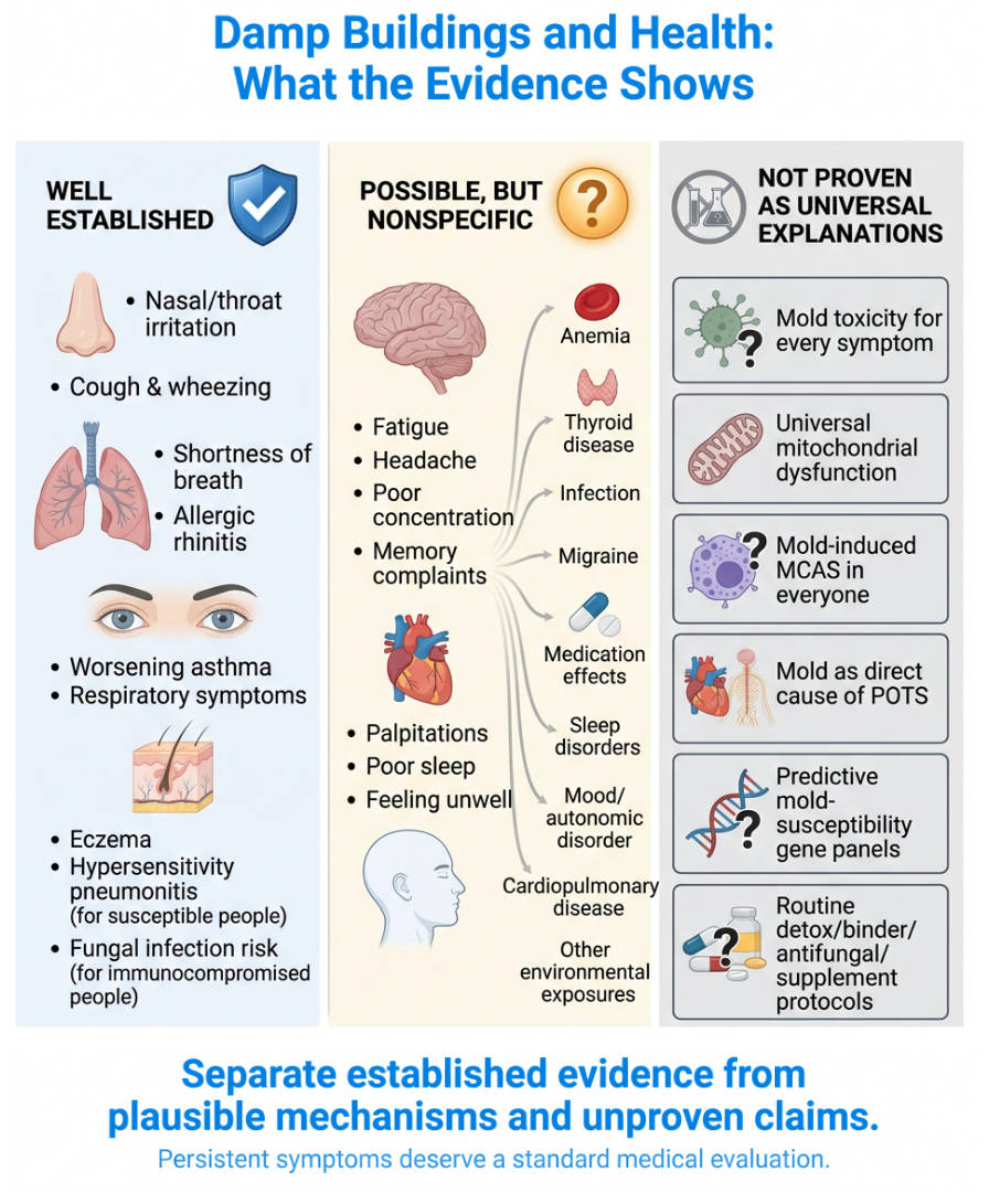 Infographic: Damp Buildings and Health: What the Evidence Shows.